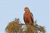 Black Kite